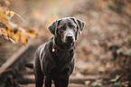 Labrador Retriever Portrait