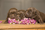 sleeping Labrador Retriever Puppies