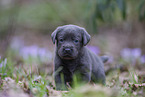 Labrador Retriever Puppy