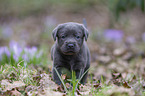 Labrador Retriever Puppy