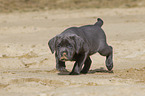 Labrador Retriever Puppy