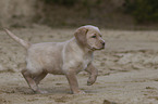 Labrador Retriever Puppy