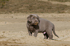 Labrador Retriever Puppy