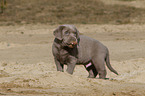Labrador Retriever Puppy