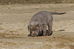 Labrador Retriever Puppy