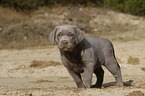 Labrador Retriever Puppy
