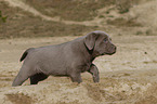 Labrador Retriever Puppy