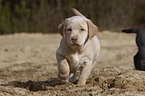 Labrador Retriever Puppy