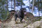 running Labrador Retriever