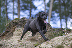 running Labrador Retriever
