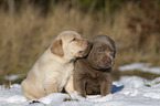 Labrador Retriever Puppies