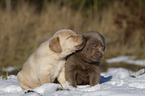 Labrador Retriever Puppies