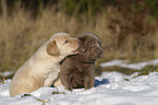 Labrador Retriever Puppies