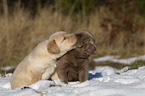 Labrador Retriever Puppies