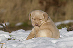 Labrador Retriever Puppy