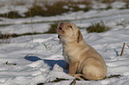 Labrador Retriever Puppy