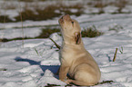 Labrador Retriever Puppy