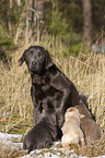 Labrador Retriever