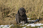 Labrador Retriever Puppy