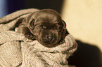 Labrador Retriever Puppy