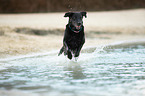 running Labrador Retriever