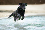 running Labrador Retriever