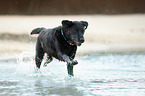 running Labrador Retriever