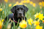 Labrador Retriever Portrait