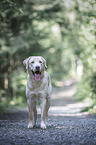 blonde male Labrador Retriever
