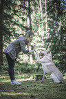 blonde male Labrador Retriever