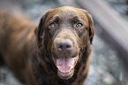 brown Labrador Retriever