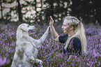 white  Labrador Retriever