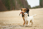 dogs