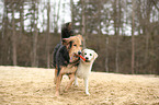 dogs