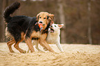 dogs