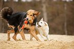 dogs