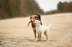 dogs