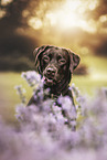 Labrador Retriever Portrait