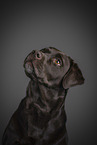 brown Labrador Retriever