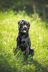 black Labrador Retriever