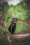 black Labrador Retriever