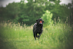 black Labrador Retriever