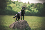 black Labrador Retriever