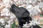 Labrador Retriever Portrait