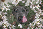 sitting Labrador Retriever