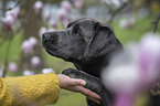Labrador Retriever gives paw