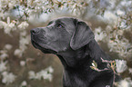 Labrador Retriever Portrait