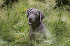 Labrador Retriever Portrait