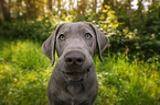 Labrador Retriever Portrait