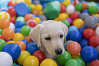 Labrador Retriever Puppy